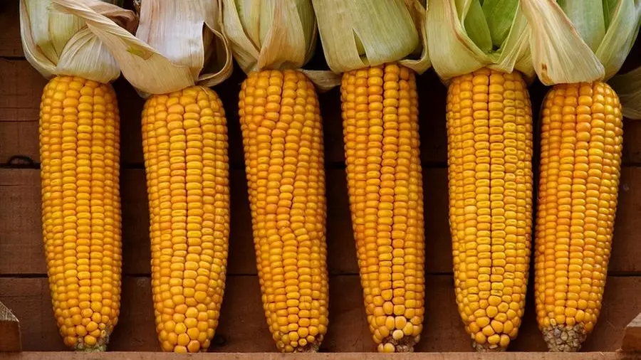 Mais, a Brescia la produzione è in calo