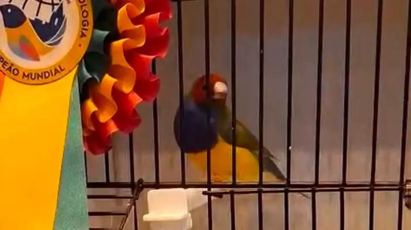 Diamante di Gound, singolo fattore, testa rossa e petto viola