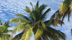 Cinque società, da sole, controllano il 75% delle piantagioni di palma da olio in Africa - Foto Unsplash © www.giornaledibrescia.it