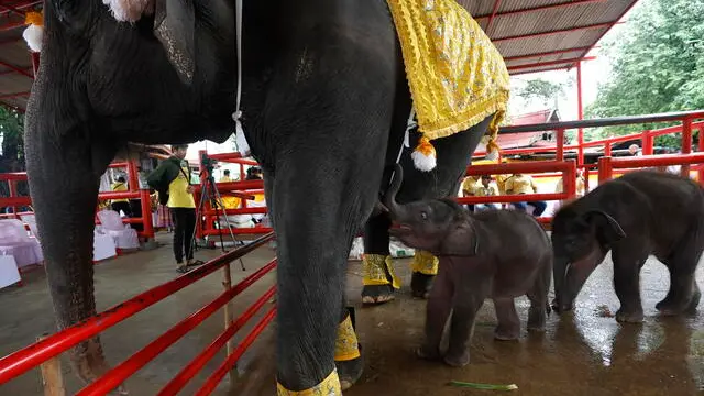 epa11641365 Twin male-female baby elephants drink milk from their mother's breast ahead of a ceremony to celebrate the calves being named by the Thai King, at the Ayutthaya Elephant Palace and Royal Kraal in Ayutthaya, Thailand, 04 October 2024. The rare twin male-female baby elephants were celebrated in a ceremony after being named Plai Sappalaksopol and Pang Sakollaksophit, respectively, by the Thai King. The four-month-old twin baby elephants were born on 07 June 2024 by a 36-year-old elephant named Chamchuri. The birth of twin elephants are rare but male-female twin births are extremely rarer, according to Phra Kochaban Foundation for elephant care. EPA/RUNGROJ YONGRIT