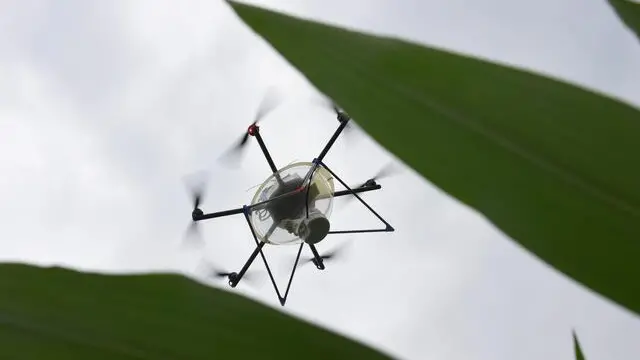 epa04823791 A drone flies over a corn field and distributes ichneumon fly eggs in Friesenheim, Germany, 29 June 2015. The ichneumon flies fight the dreaded corn moths which can cause immense damages on the corn fields. The use of drones in this area is unique in Germany. EPA/PATRICK SEEGER