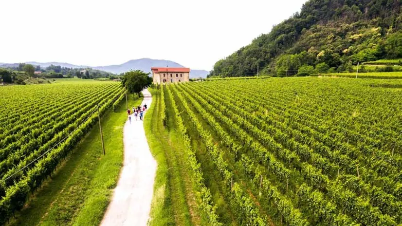 Vigneti in Franciacorta  - © www.giornaledibrescia.it