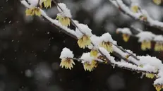 La neve non è ancora arrivata in città
