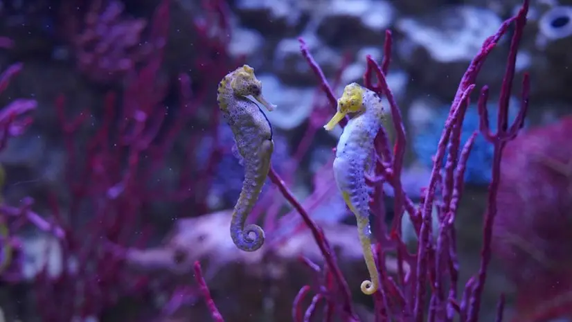 Cavallucci marini all'interno del Gardaland Sea Life Aquarium