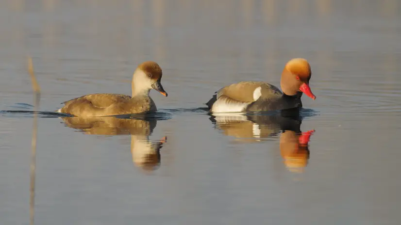 Due fistioni turchi - © www.giornaledibrescia.it