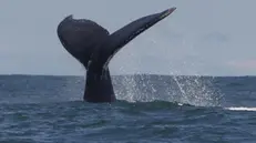 epa10157548 A whale's tail at the Uramba Bahia Malaga National Park, in Buenaventura, Colombia, 01 September 2022 (issued 03 September). Humpback whales can be watched during these months in the Colombian Pacific, where they come to give birth to their young. EPA/ERNESTO GUZMAN JR