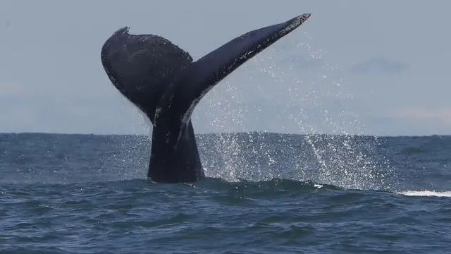 epa10157548 A whale's tail at the Uramba Bahia Malaga National Park, in Buenaventura, Colombia, 01 September 2022 (issued 03 September). Humpback whales can be watched during these months in the Colombian Pacific, where they come to give birth to their young. EPA/ERNESTO GUZMAN JR