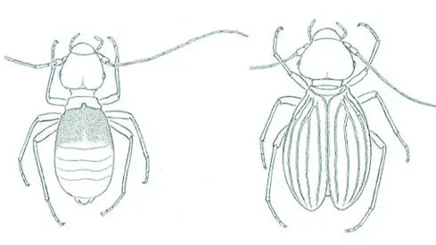 Maschio e femmina dell'insetto «secchione» - Disegno di Nicoli Aldini