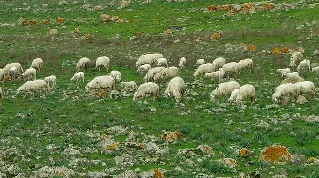 Un gregge di pecore