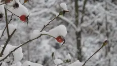 Una pianta innevata - © www.giornaledibrescia.it