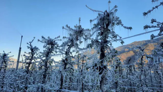 Impianti antibrina in funzione questa notte e mattina a Levico Terme (Trento), dove la temperatura è rimasta sotto lo zero dalle 23 fino alla prima mattinata, con una minima di -4,3°C alla stazione Pat Ponte Cervia e -3,9°C alla stazione Fem, 07 aprile 2021. Il metodo dell’irrigazione anti-brina consiste nel mantenimento della temperatura degli organi vegetali sugli 0°C, ricoprendoli con uno strato di ghiaccio in continua evoluzione. In questo modo vengono evitati i danni maggiori dato che la temperatura esterna è di alcuni gradi inferiore. L’acqua, congelandosi, cede energia all’ambiente (calore latente di congelamento 80 cal/grammo di acqua) impedendo l’ulteriore diminuzione della temperatura. ANSA/GIAMPAOLO RIZZONELLI