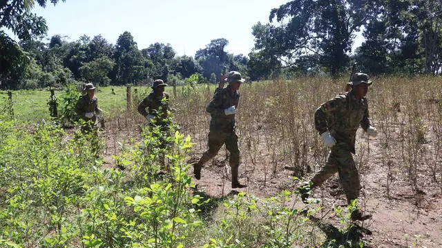 epa11359235 Military and police forces eradicate coca crops in the Amboro National Park in Santa Cruz, Bolivia, 21 May 2023. Bolivia declared Amboro National Park, one of the country's main natural reserves, "free of coca leaf crops" after the eradication of 919 hectares of illegal coca crops, informed the Minister of Government (Interior), Eduardo del Castillo. EPA/Juan Carlos Torrejon