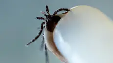 epa10596366 A macro photograph of a tick after being removed with tweezers from the skin of a person, in Herrnleis, Lower Austria, Austria, 28 April 2023. Ticks, parasitic arachnids, are more active in the warmer seasons and live by feeding on the blood of their hosts. Tick-borne pathogens can be passed to humans by the bite of infected ticks with bacteria, viruses, or parasites. Some of the most common tick-borne diseases include tick-borne encephalitis (TBE) and borreliosis (Lyme disease). EPA/CHRISTIAN BRUNA