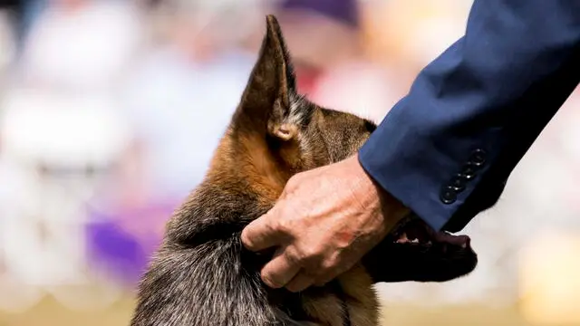 epa10024076 A German Shepard is lead by a handler during breed judging at the 146th annual Westminster Kennel Club dog Show at Lyndhurst Estate in Tarrytown, New York, USA, 20 June 2022. EPA/JUSTIN LANE