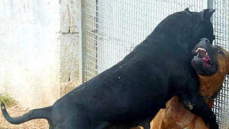 Un terzo delle segnalazioni riguarda zuffe tra cani © www.giornaledibrescia.it