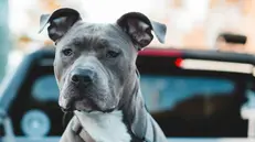 Un esemplare di pitbull, razza canina molto spesso sotto i riflettori della cronaca