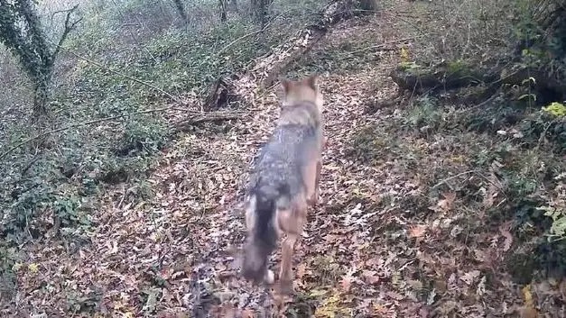 E' un vero e proprio ritrovo di animali selvatici un piccolo bosco che si trova sul confine tra Umbria e Lazio: in poche centinaia di metri vivono lupi, cinghiali, istrici, caprioli, tassi, volpi, lepri e addirittura anche la martora. Oltre a tanti uccelli, tra cui il bellissimo picchio verde. Fauna che ad ogni ora del giorno, ma soprattutto della notte, si trova a passare in questo minuscolo lembo di vegetazione che si trova sul comune di Lubriano, provincia di Viterbo, ma di fatto a cavallo con il territorio umbro. Ripresa da una fototrappola installata da un'appassionata della zona. Marta, orvietana di nascita e da sempre innamorata dalla natura, da qualche anno è andata a vivere col marito in una casa immersa nel verde ed è la proprietaria di questo boschetto. Nel corso dei mesi e delle stagioni si diverte a riprendere gli amici lupi e tutte le altre specie e lo fa con una fototrappola a infrarossi che immortala puntualmente il passaggio degli animali. ANSA