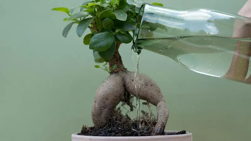 Un ficus ginseng