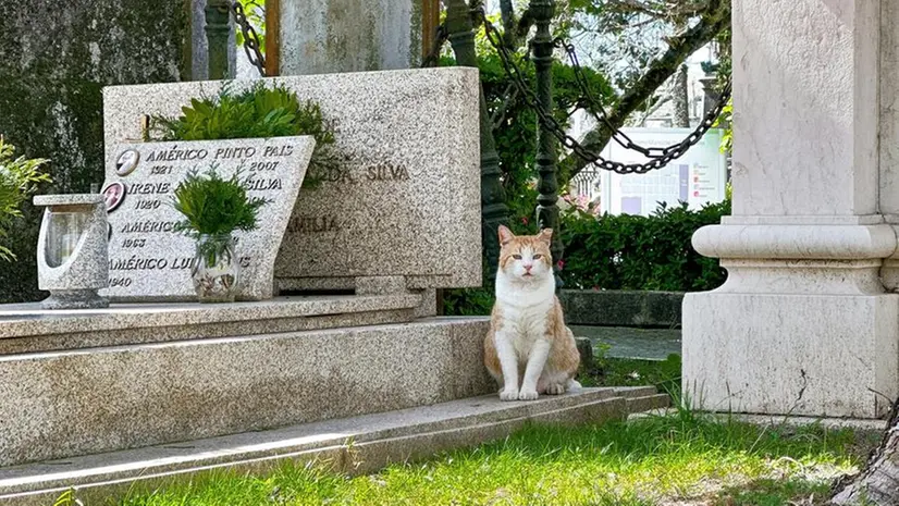 Un gatto al cimitero