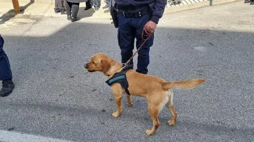 Diverse dosi di marijuana sono state sequestrate al familiare di un detenuto ristretto nell'Istituto penitenziario minorile di Quartucciu. La droga è stata scoperta dall'unità cinofila della Polizia penitenziaria del distaccamento regionale di stanza nel carcere nuorese di Badu 'e Carros. Il controllo e stato mirato sui familiari che accedono in Istituto per effettuare i colloqui con i parenti ivi ristretti. Il cane antidroga Leo, un simil Labrador, effettuando il controllo sui cassetti dove depositano gli oggetti ha infatti segnalato il cassetto di un familiare che era in attesa di accedere per fare colloquio che è stato individuato e sottoposto a perquisizione. ANSA/POLIZIA PENITENZIARIA DI NUORO +++ ANSA PROVIDES ACCESS TO THIS HANDOUT PHOTO TO BE USED SOLELY TO ILLUSTRATE NEWS REPORTING OR COMMENTARY ON THE FACTS OR EVENTS DEPICTED IN THIS IMAGE; NO ARCHIVING; NO LICENSING +++ NPK +++