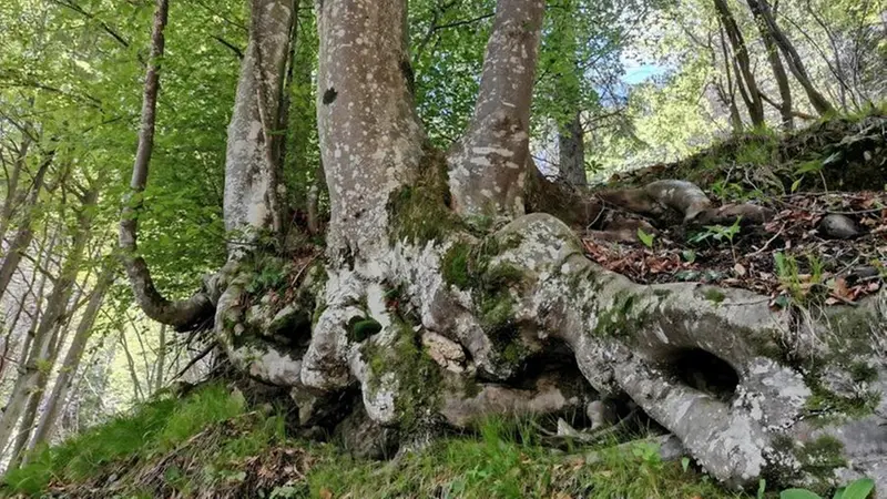 Un’imponente radice di faggio, dall’apparenza decisamente solida