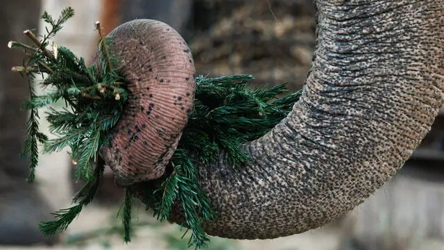 epa11803454 An elephant eats a Christmas tree in his enclosure at the Berlin Zoological Garden in Berlin, Germany, 03 January 2025. The Berlin Zoological Garden feeds traditionally non-sold, untreated, leftover Christmas trees to animals. EPA/CLEMENS BILAN