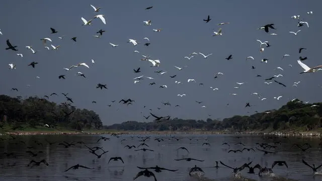 epa10886813 A flock of herons and wild ducks in the shallow waters of the Lago do Piranha Sustainable Development Reserve in Manacapuru, Amazonas, Brazil 27 September 2023. Fish are dying due to severe drought in the Amazon basin region. Of the 62 municipalities in the state of Amazonas, 59 are affected. According to the state Civil Defense, more than 80 thousand people are affected by the drought. EPA/Raphael Alves