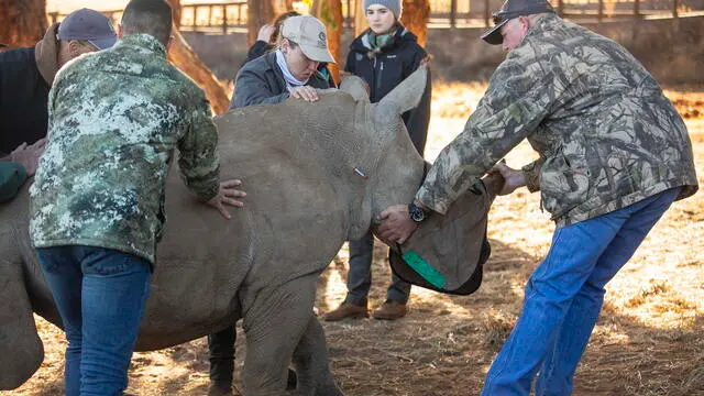 epa10743104 Wildlife vets and assistants help a darted white rhino calf as he slowly succumbs to the darted tranquillizer administered to him at a private game reserve near Polokwane, South Africa, 12 July 2023 (Issued on 13 July 2023). The calf was attacked by a lion when he was younger and is suffering from tendon damage on his rear right leg. The vets took a plaster cast of his leg to ultimately make him a prosthetic leg in order for him to walk as naturally as possible. The entire operation was monitored by veterinary students from around the world as part of the annual SYMCO wildlife veterinary symposium held in South Africa. The aim of SYMCO is to highlight the importance of wild vets on wildlife conservation worldwide and to promote the debate and exchange of ideas within the veterinary community around wildlife conservation. EPA/KIM LUDBROOK