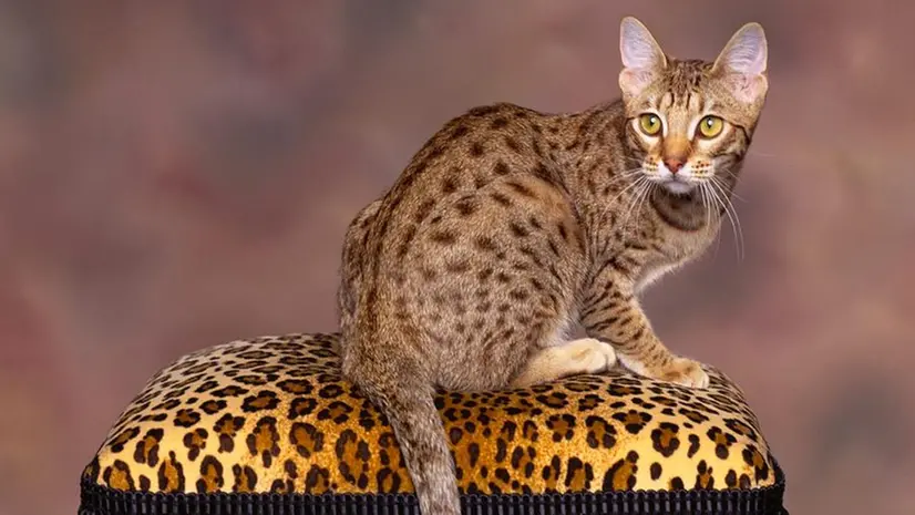 Un Ocicat