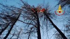 Il parapendio incastrato sull'albero a Portole