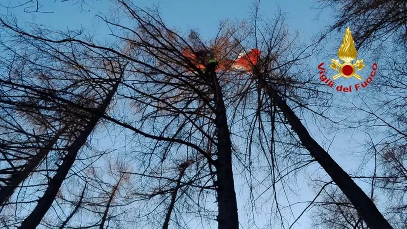 Il parapendio incastrato sull'albero a Portole