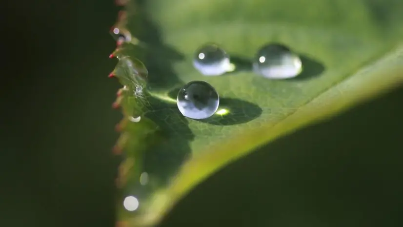 Gocce d'acqua su una foglia