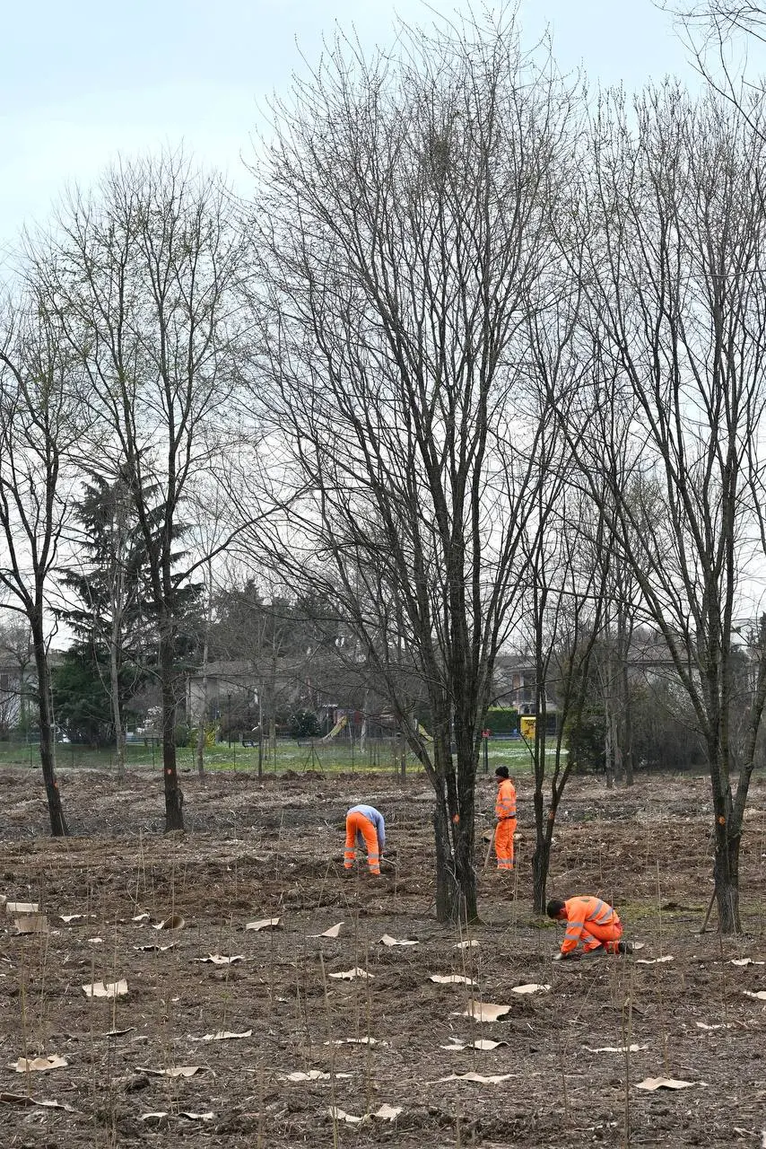 Le nuove piantumazioni del bosco urbano