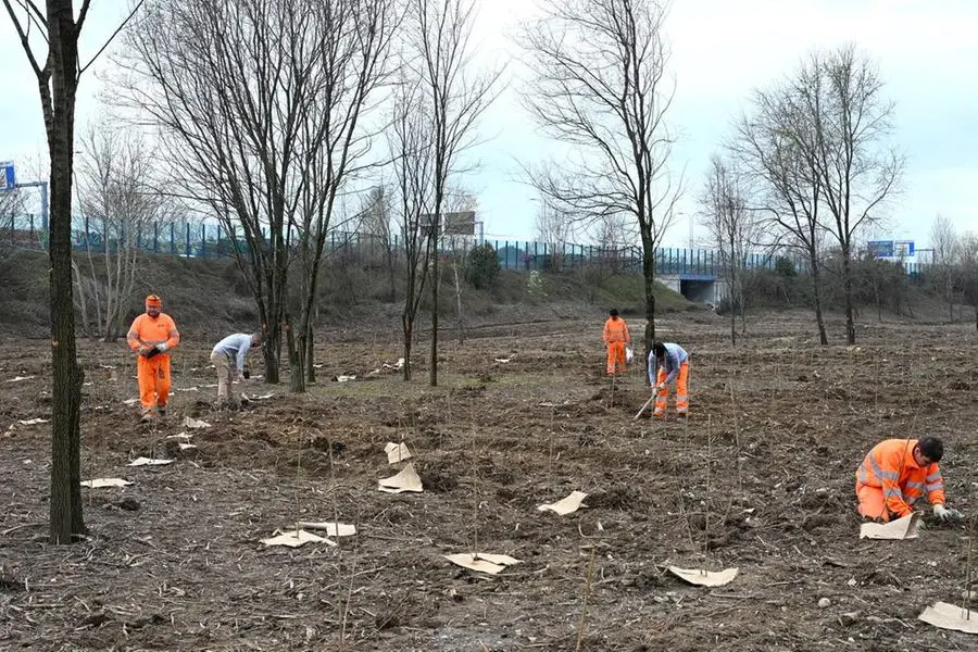 Le nuove piantumazioni del bosco urbano