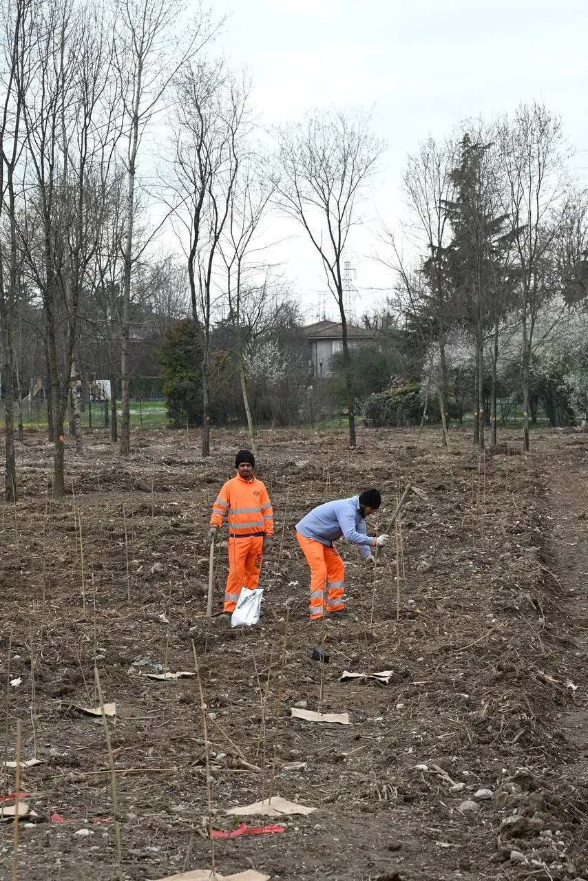 Le nuove piantumazioni del bosco urbano