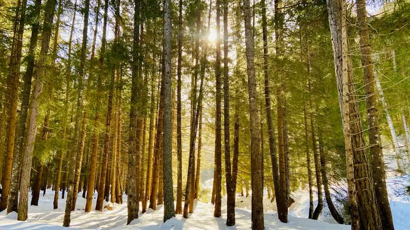 I raggi del sole filtrano tra gli alberi in uno scatto invernale - © www.giornaledibrescia.it