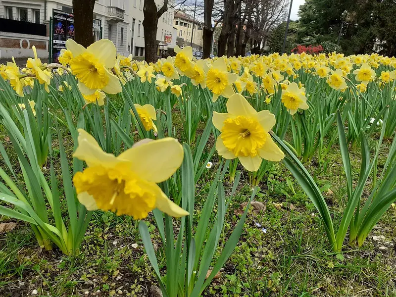 Alcune immagini dei narcisi fioriti in giro per la città