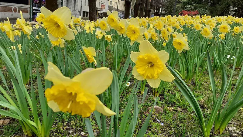Alcune immagini dei narcisi fioriti in giro per la città