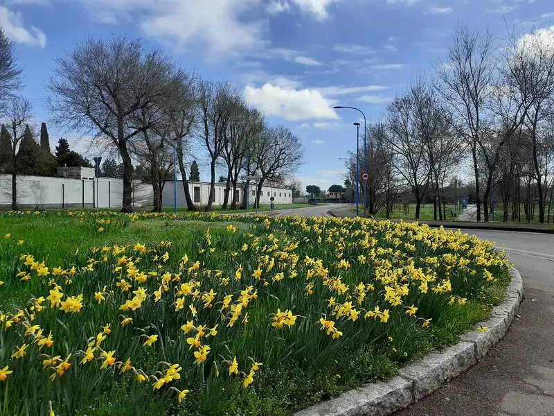 Alcune immagini dei narcisi fioriti in giro per la città