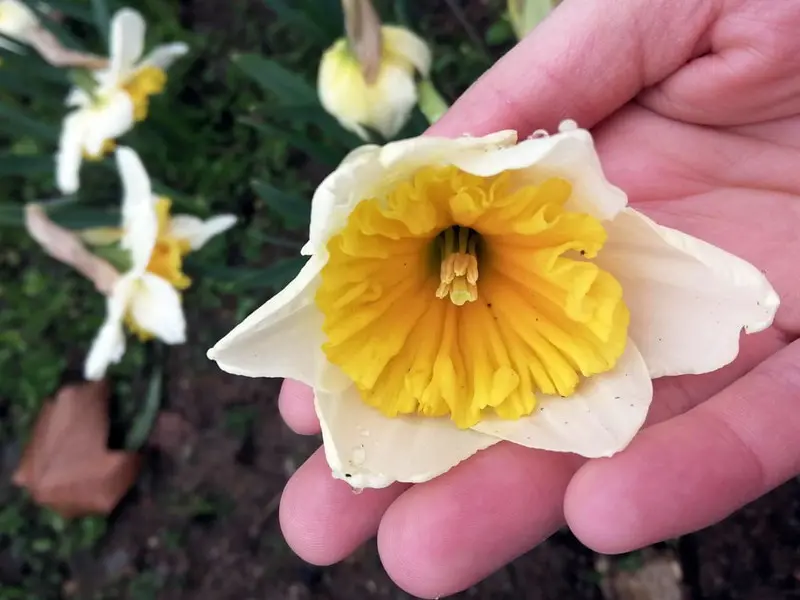 Alcune immagini dei narcisi fioriti in giro per la città