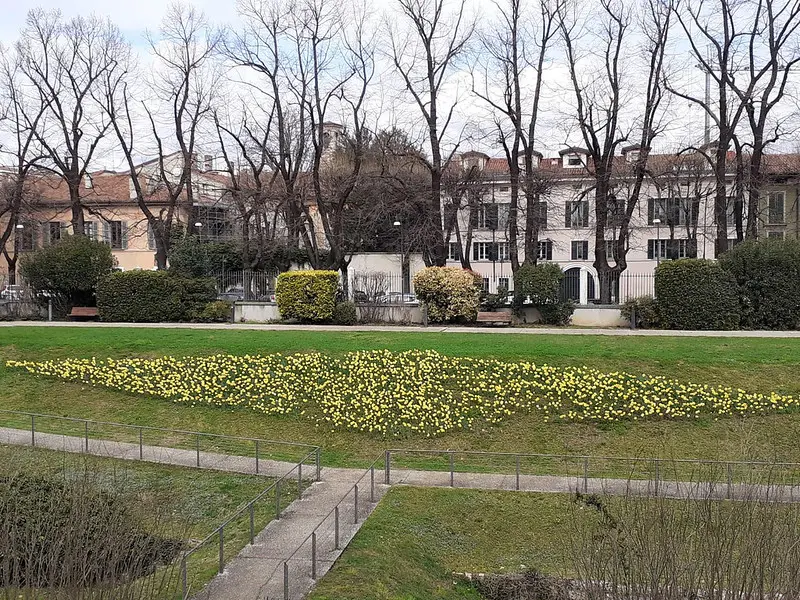 Alcune immagini dei narcisi fioriti in giro per la città