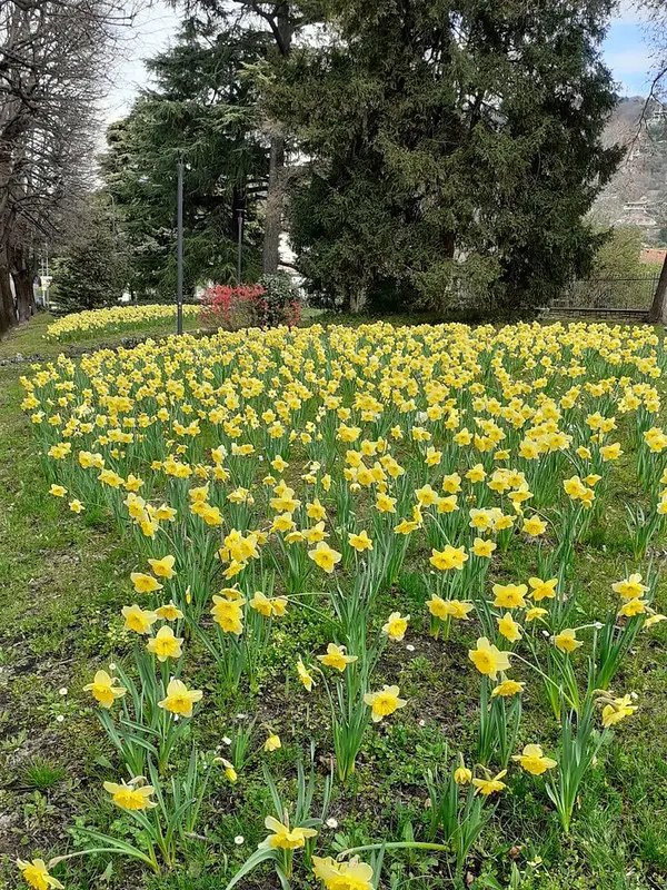 Alcune immagini dei narcisi fioriti in giro per la città