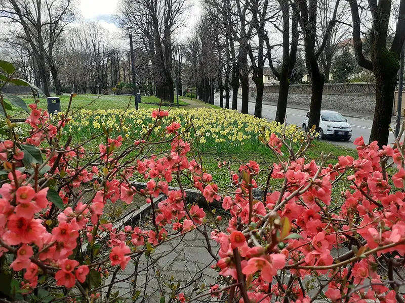 Alcune immagini dei narcisi fioriti in giro per la città