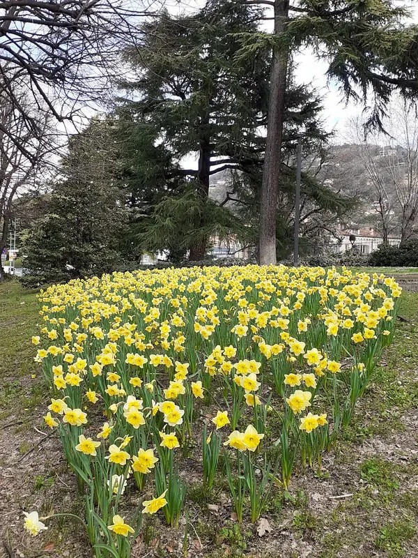 Alcune immagini dei narcisi fioriti in giro per la città