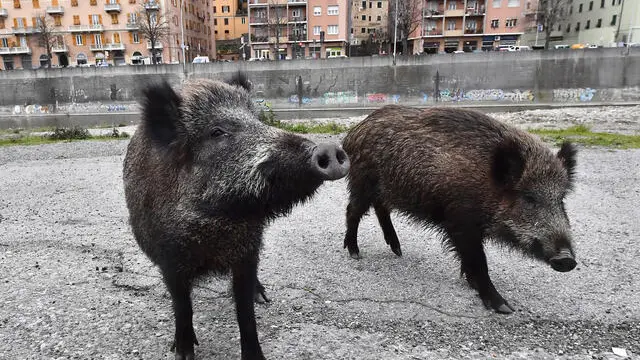 Cinghiali 'urbani' nel letto del torrente Bisagno che ospita una folta comunita' di cinghiali. Oggi c'e' stato un incontro tra gli esperti della UE-Regione Liguria per fare il punto sulle misure emergenziali adottate in contrasto alla peste suina. Genova, 09/02/2022 ANSA/LUCA ZENNARO