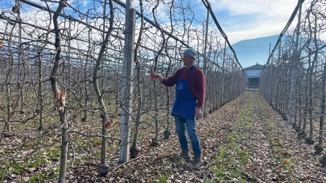 Il contadino bolzanino Michl Bradlwarter impegnato nella potatura nei meleti