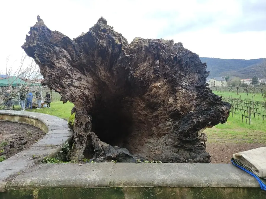 La piantumazione dei platani davanti a Villa Mazzola Panciera