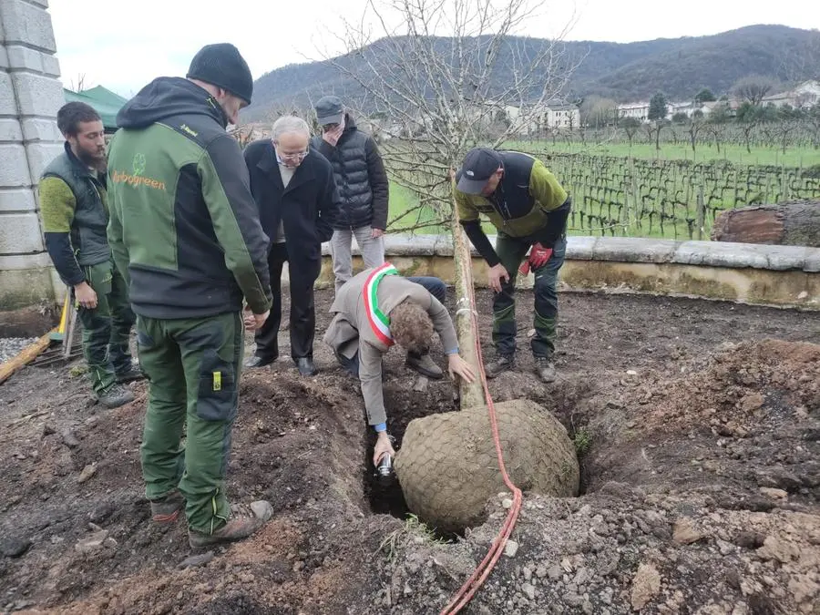 La piantumazione dei platani davanti a Villa Mazzola Panciera