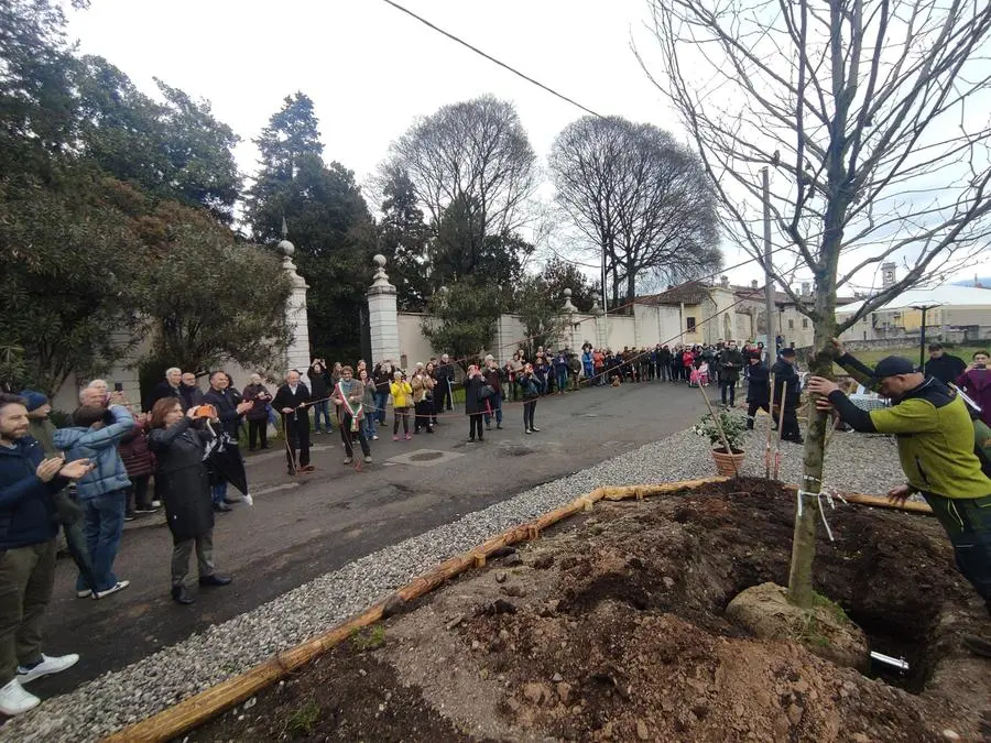 La piantumazione dei platani davanti a Villa Mazzola Panciera