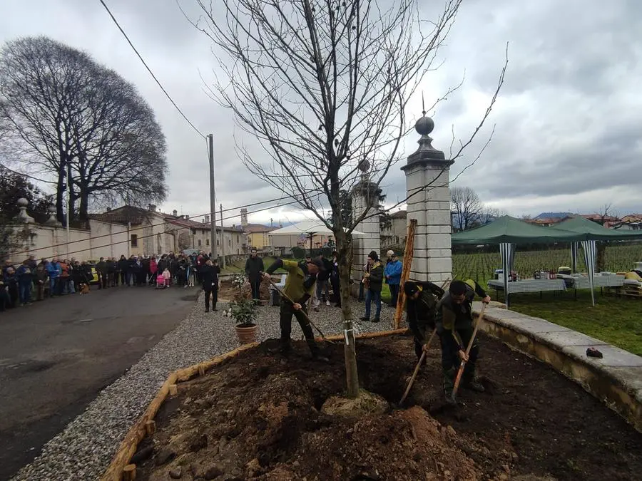 La piantumazione dei platani davanti a Villa Mazzola Panciera